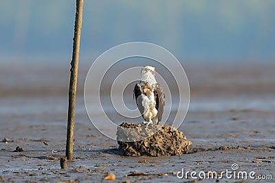 An Osprey dives perched on a rock Stock Photo